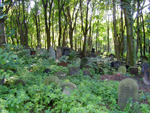 Varsovan juutalaisella hautausmaalla hautakivet kasvavat maasta kuin sienet