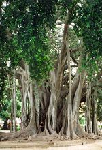 Valtava magnolia Giardino Garibaldi -puistossa